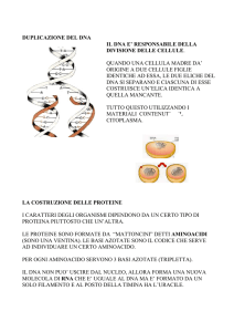 duplicazione del dna la costruzione delle proteine i caratteri