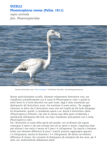 uccelli Phoenicopterus roseus (Pallas, 1811) regno