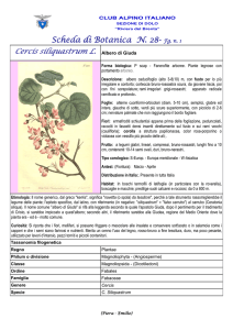 Cercis siliquastrum