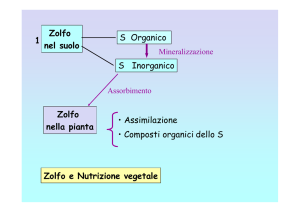 Zolfo nel suolo S Organico S Inorganico Zolfo nella pianta