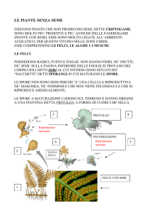 Le felci - Istituto Comprensivo Lari