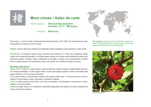 Moro cinese / Gelso da carta