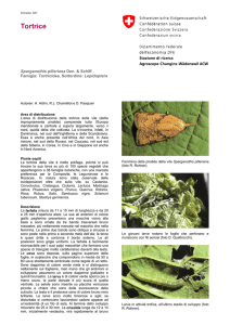 Tortrice - Agroscope