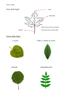 Parti della foglia: Forme della foglia. a cuore ovale (= forma di uovo