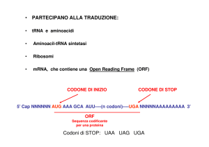 5. Traduzione