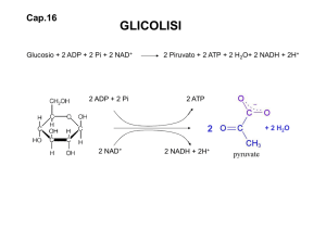 10. Glicolisi File