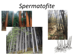 Presentazione di PowerPoint