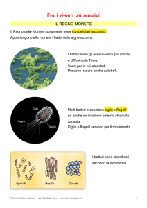 Fra i viventi più semplici