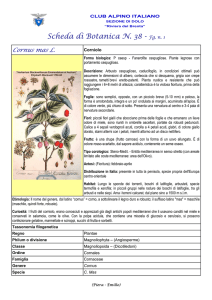 SCHEDA N. 38 Cornus mas