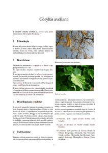 Corylus avellana