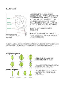 la foglia