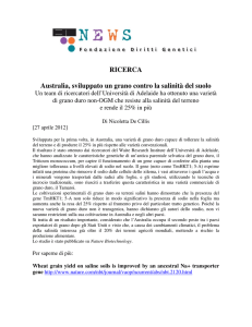 RICERCA Australia, sviluppato un grano contro la salinità del suolo