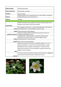 Anemone di bosco