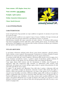 APE - Animali e Animali