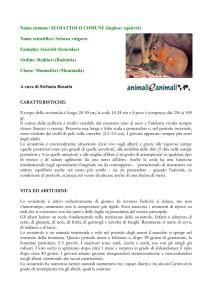 scoiattolo - Animali e Animali