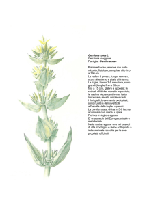 Gentiana lutea L. - Regione Marche