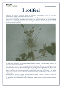 I rotiferi - Natura Mediterraneo
