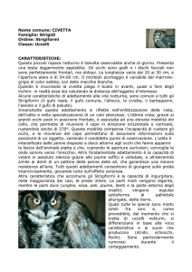 Nome comune: CIVETTA (Inglese: little owl)