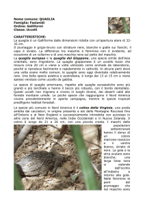 Nome comune: QUAGLIA (Inglese: quail)