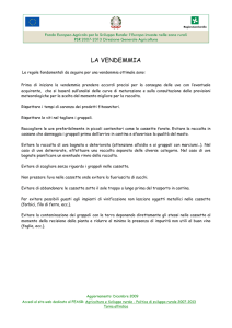 la vendemmia