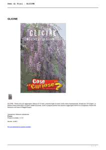 Semi di Fiori : GLICINE