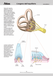 L`organo dell`equilibrio