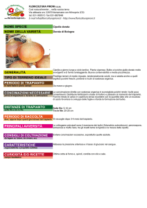 Cipolla dorata Dorata di Bologna