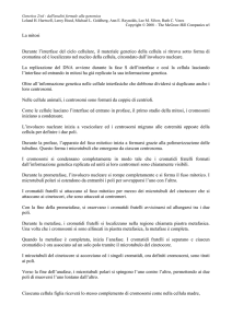 Script in italiano
