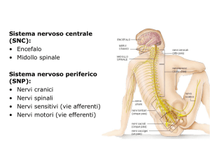Diapositiva 1 - Il mio libro di ed.fisica