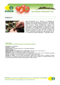 Polifemo F.1