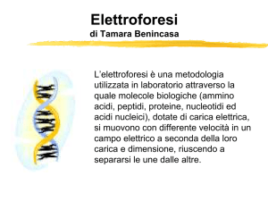 Elettroforesi