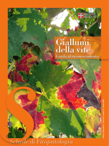Giallumi della vite