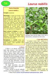 Laurus nobilis - Piante spontanee in cucina