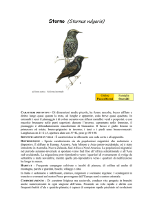 Storno - Ekoclub