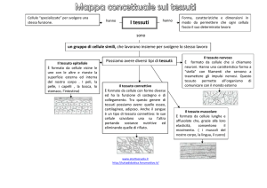 I tessuti - Atuttascuola