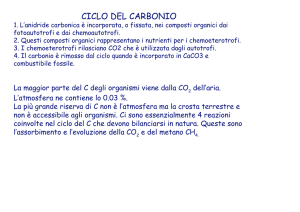 Funghi marciume bianco
