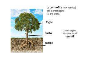 tessuti radice fusto foglie
