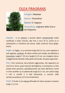 olea fragrans - I Prodotti del Mendel