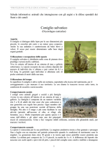 Coniglio selvatico