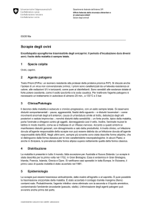 Scrapie degli ovini