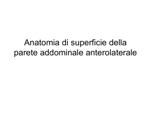 35-Parete anterolaterale dell`addome