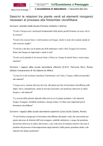 Descrivi le relazioni tra piante verdi ed elementi inorganici necessari