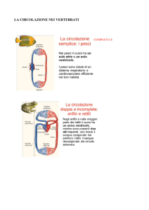 Il sistema linfatico - Istituto Comprensivo Lari