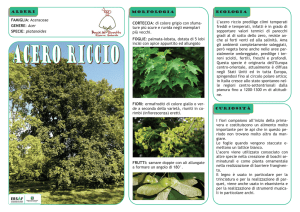 I fiori compaiono all`inizio della prima
