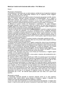 Metodi per l`analisi morfo-funzionale delle cellule – Prof. Marisa Levi