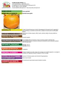 Zucca quintale Quintale seme giallo