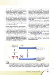 Imprinting e disomia uniparentale
