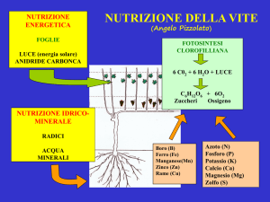 Presentazione di PowerPoint