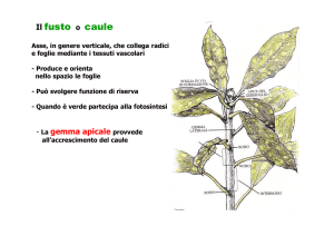 Il fusto o caule
