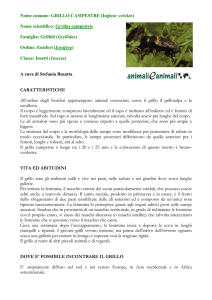 Nome comune: GRILLO CAMPESTRE (Inglese: cricket) Nome